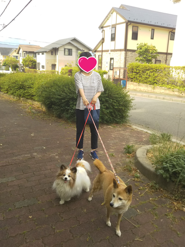 f:id:monachabimama:20190526140452p:plain
