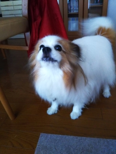 f:id:monachabimama:20190528185435j:plain