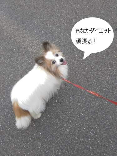 f:id:monachabimama:20190601132222p:plain