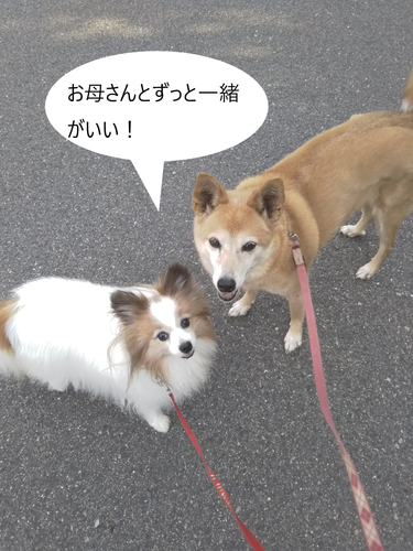 f:id:monachabimama:20190602190634p:plain