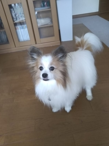 f:id:monachabimama:20190608150741j:plain
