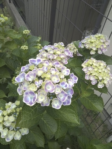 f:id:monachabimama:20190610170223j:plain