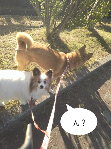 f:id:monachabimama:20190613083122p:plain
