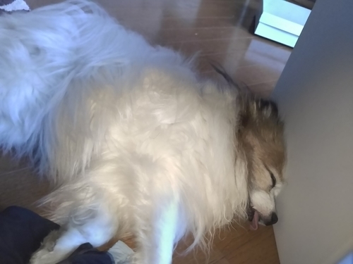 f:id:monachabimama:20190617174610j:plain