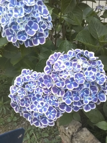 f:id:monachabimama:20190621193327j:plain f:id:monachabimama:20190621193327j:plain