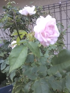 f:id:monachabimama:20190621193400j:plain f:id:monachabimama:20190621193400j:plain