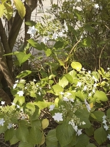 f:id:monachabimama:20190621193452j:plain f:id:monachabimama:20190621193452j:plain