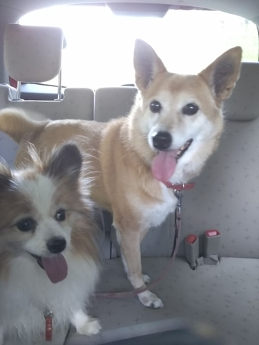 f:id:monachabimama:20190626103332j:plain f:id:monachabimama:20190626103332j:plain
