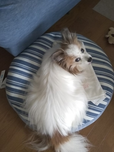 f:id:monachabimama:20190628171127j:plain