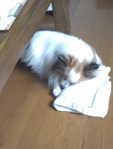 f:id:monachabimama:20190628171153j:plain