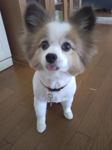 f:id:monachabimama:20190702145756j:plain