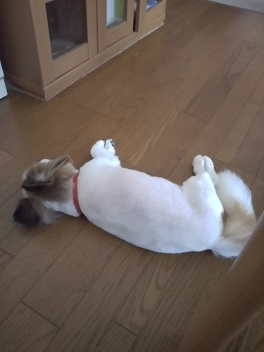 f:id:monachabimama:20190702145826j:plain