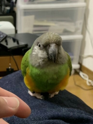 f:id:monachabimama:20190706231118j:plain