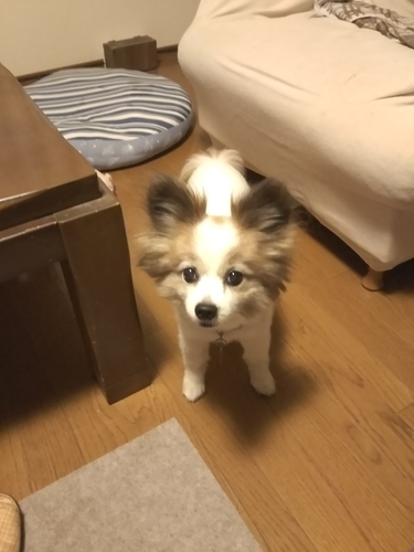 f:id:monachabimama:20190718153720j:plain