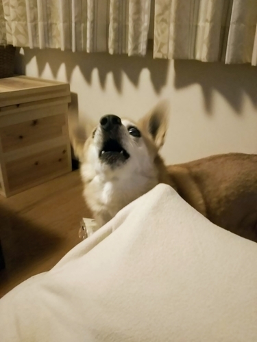 f:id:monachabimama:20190731203324j:plain