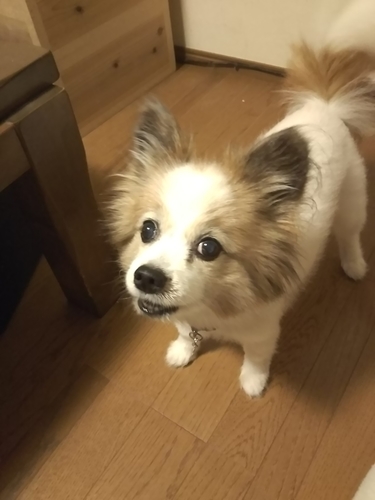 f:id:monachabimama:20190731204657j:plain