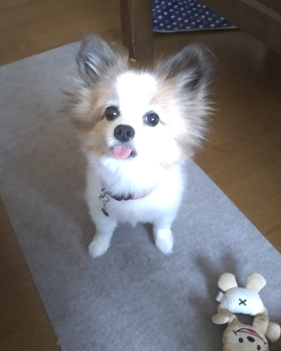 f:id:monachabimama:20190803131605j:plain f:id:monachabimama:20190803131605j:plain