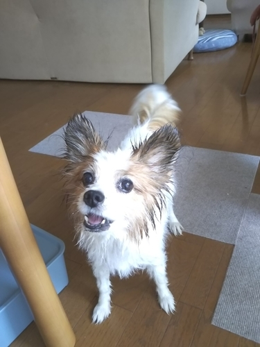 f:id:monachabimama:20190803131643j:plain f:id:monachabimama:20190803131643j:plain