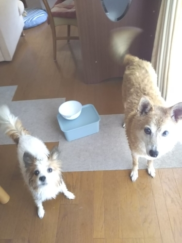 f:id:monachabimama:20190803131803j:plain f:id:monachabimama:20190803131803j:plain