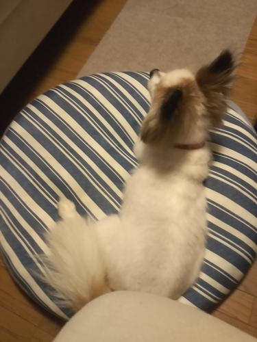 f:id:monachabimama:20190806212510j:plain f:id:monachabimama:20190806212510j:plain