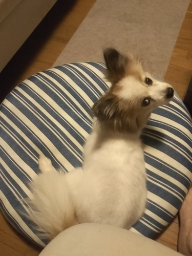 f:id:monachabimama:20190806212704j:plain f:id:monachabimama:20190806212704j:plain