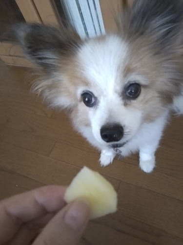 f:id:monachabimama:20190815143632j:plain