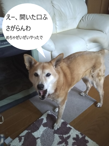 f:id:monachabimama:20190817081800p:plain