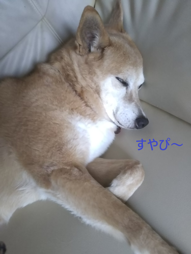 f:id:monachabimama:20190818124732p:plain f:id:monachabimama:20190818124732p:plain