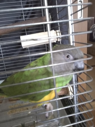 f:id:monachabimama:20190818130703j:plain f:id:monachabimama:20190818130703j:plain