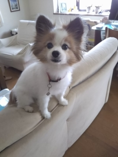 f:id:monachabimama:20190818130822j:plain f:id:monachabimama:20190818130822j:plain