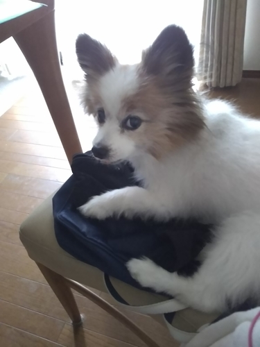 f:id:monachabimama:20190820171222j:plain f:id:monachabimama:20190820171222j:plain