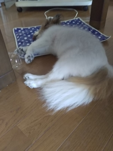 f:id:monachabimama:20190820171304j:plain
