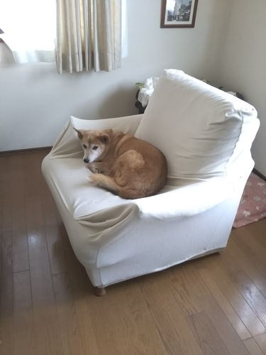 f:id:monachabimama:20190820171336j:plain