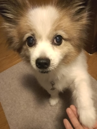f:id:monachabimama:20190824213348j:plain f:id:monachabimama:20190824213348j:plain