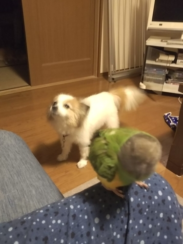 f:id:monachabimama:20190825211601j:plain f:id:monachabimama:20190825211601j:plain