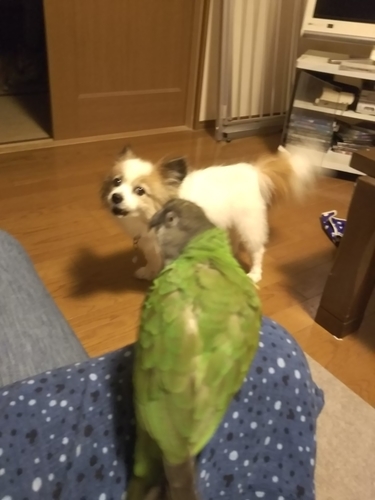f:id:monachabimama:20190825211640j:plain f:id:monachabimama:20190825211640j:plain