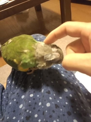f:id:monachabimama:20190825211717j:plain f:id:monachabimama:20190825211717j:plain