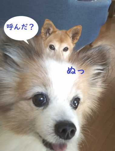f:id:monachabimama:20190906144019p:plain