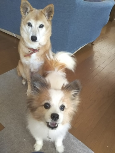 f:id:monachabimama:20190906144152j:plain