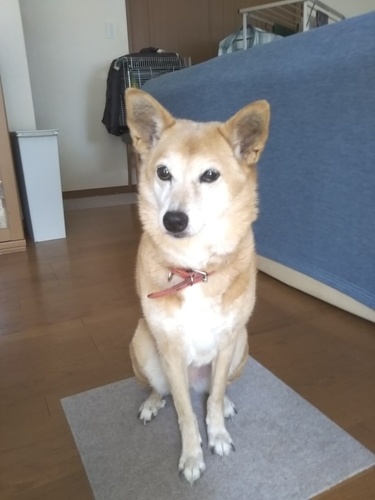 f:id:monachabimama:20190906144700j:plain