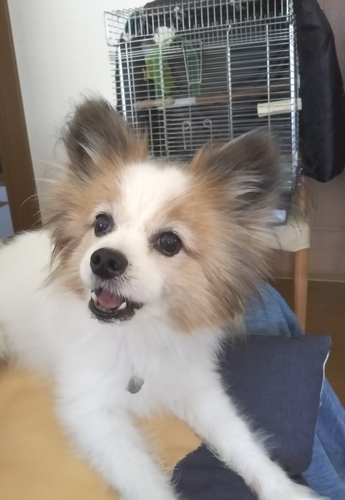 f:id:monachabimama:20190906145321j:plain