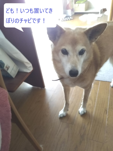 f:id:monachabimama:20190916175325p:plain f:id:monachabimama:20190916175325p:plain