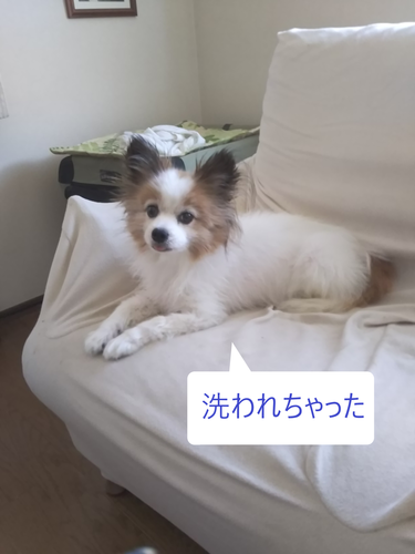 f:id:monachabimama:20190916175419p:plain f:id:monachabimama:20190916175419p:plain