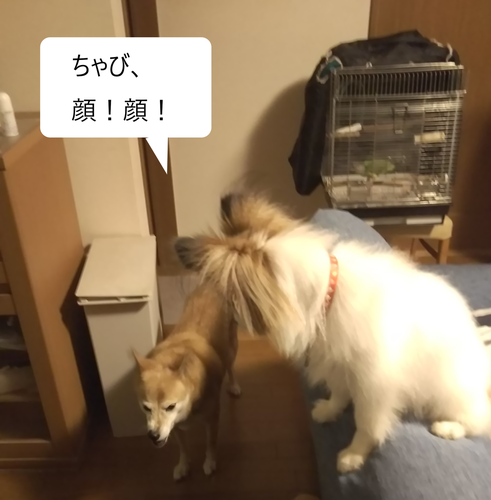 f:id:monachabimama:20190918212725p:plain
