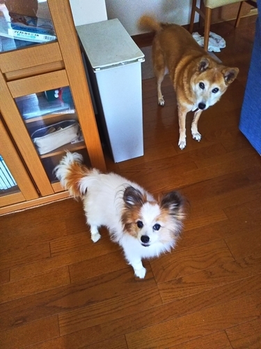 f:id:monachabimama:20190922090116j:plain f:id:monachabimama:20190922090116j:plain