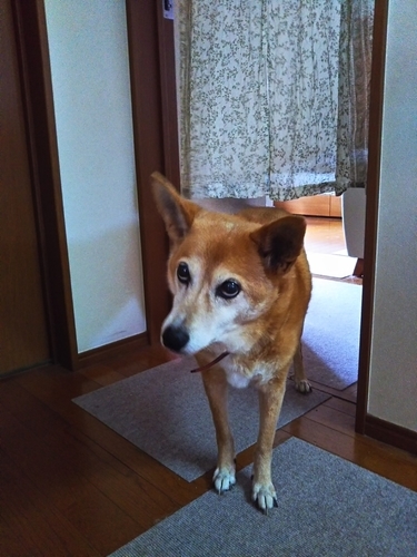 f:id:monachabimama:20190924211206j:plain