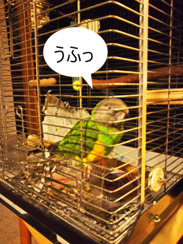 f:id:monachabimama:20190927235853p:plain
