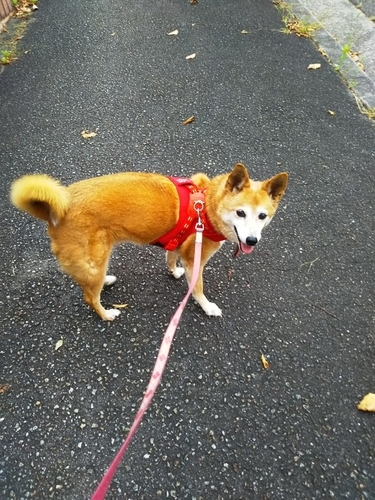 f:id:monachabimama:20191002203757j:plain