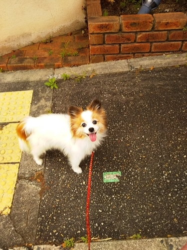 f:id:monachabimama:20191002203957j:plain