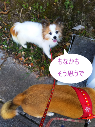 f:id:monachabimama:20191004173946p:plain